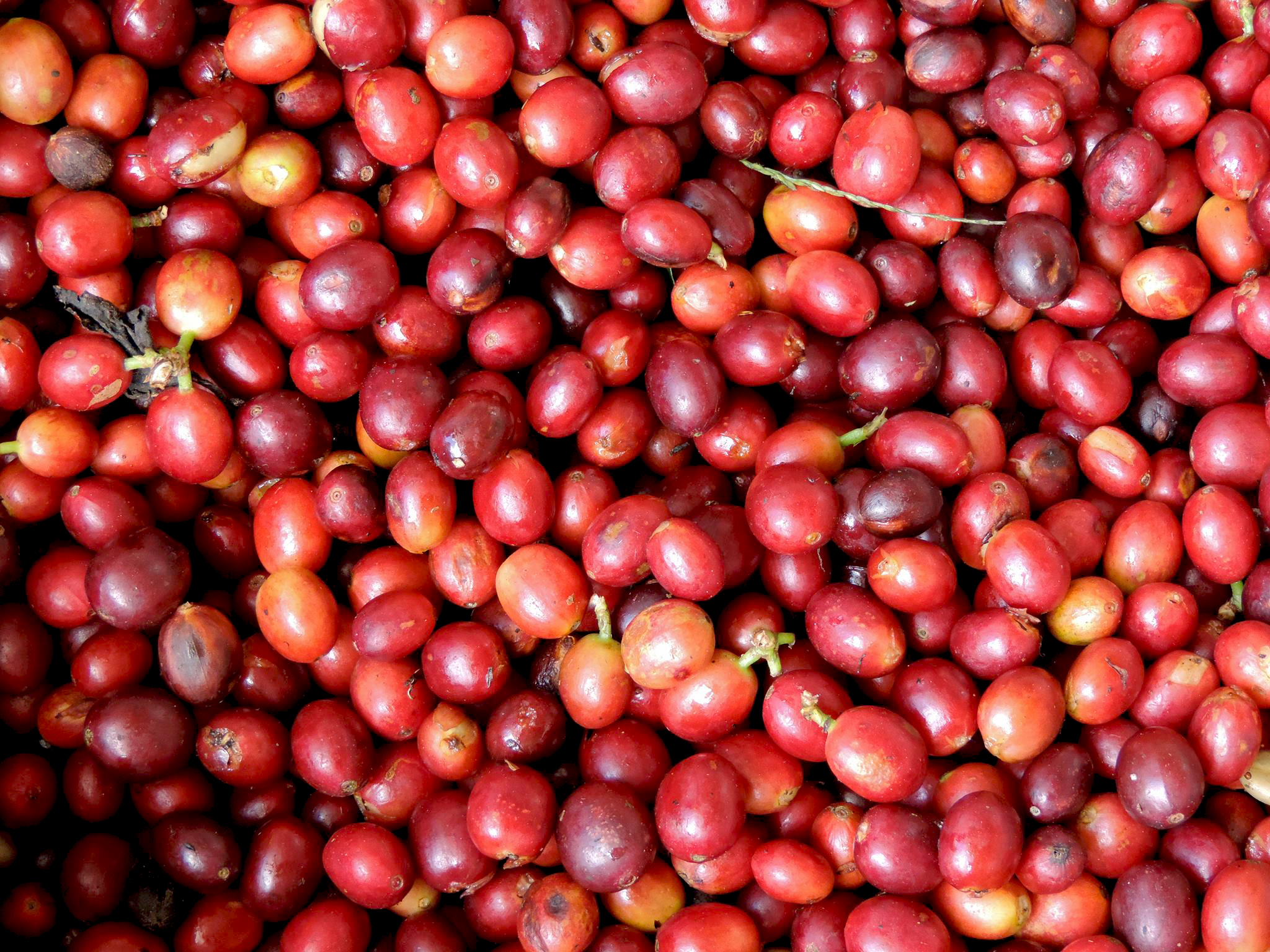 Aquiares-Harvest