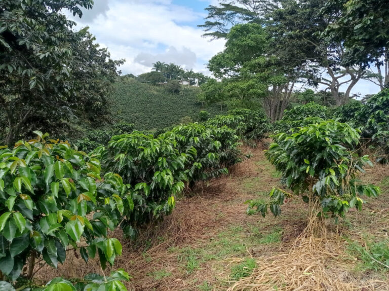 Cauca-Piendamo_June-2022-3