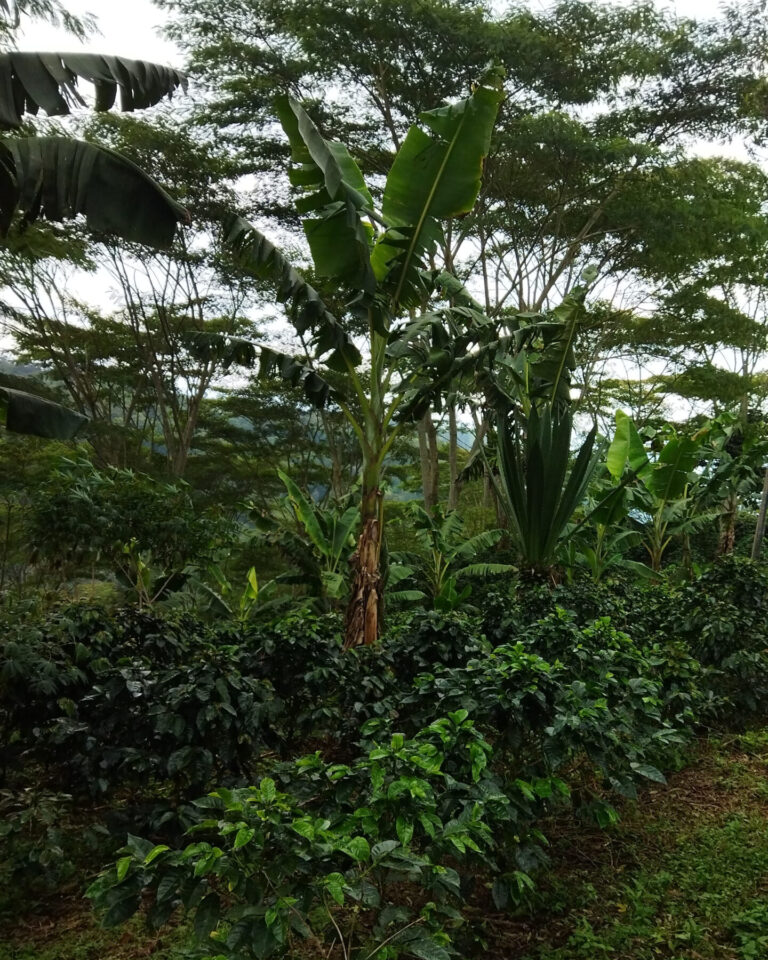 Cauca-Piendamo_June-2022-6