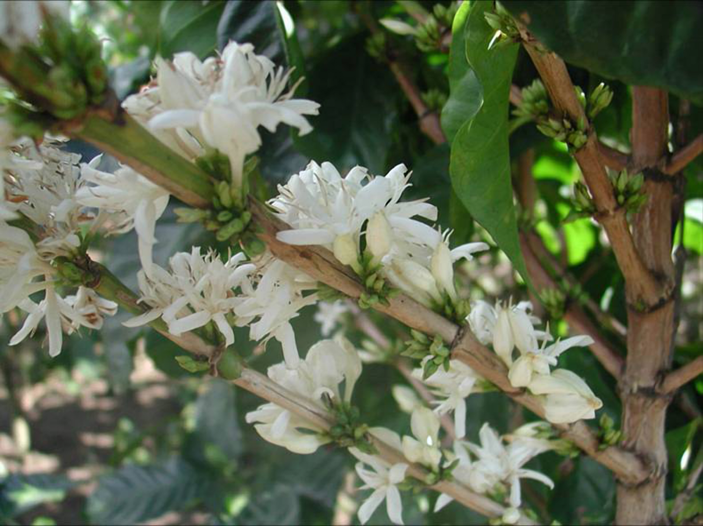 Coffee-flower-Coope-libertad-