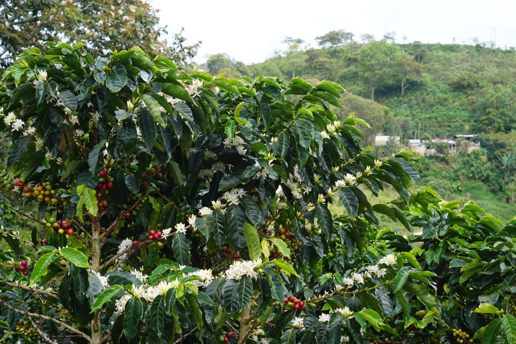 Condor-Huila-Pitalito-5-1
